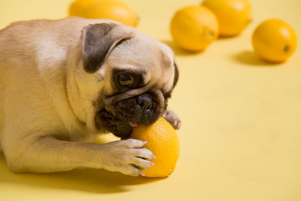 Is lemon juice store bad for dogs