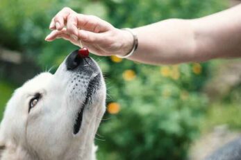 Can Dogs Eat Cherries? - Minneopa Orchards
