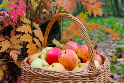 Emma Krumbee's Orchard and Farm: A Great Minnesota Destination ...