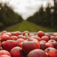 An apple orchard at fall harvest.