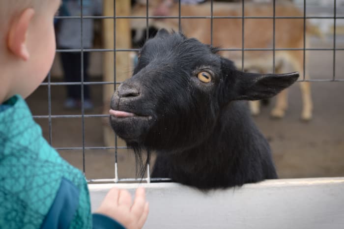 A black goat looking over a fence at a young child. A goat farm is one of the attractions children will enjoy at Aamodt's Apple Farm.