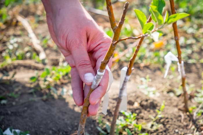 Closeup of hand examining young apple trees.
