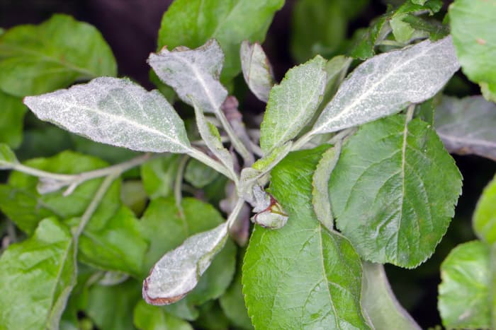 apple tree leaves