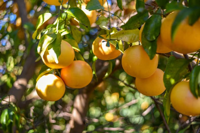 small grapefruit tree