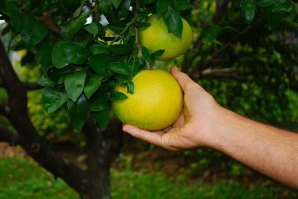 How to Tell if Grapefruit is Ripe - Minneopa Orchards