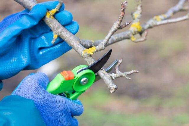 How to Prune a Pomegranate Tree - Minneopa Orchards