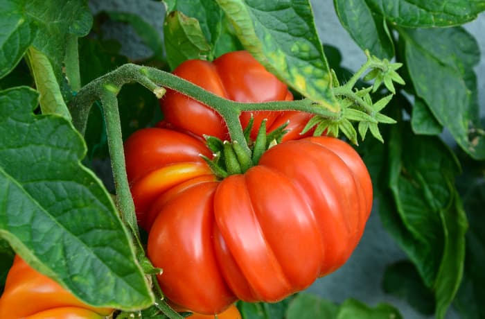 The Brandywine Tomato - Minneopa Orchards