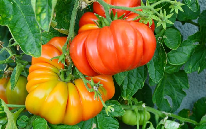 The Brandywine Tomato - Minneopa Orchards