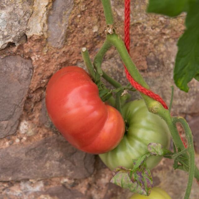 The Mortgage Lifter Tomato Minneopa Orchards