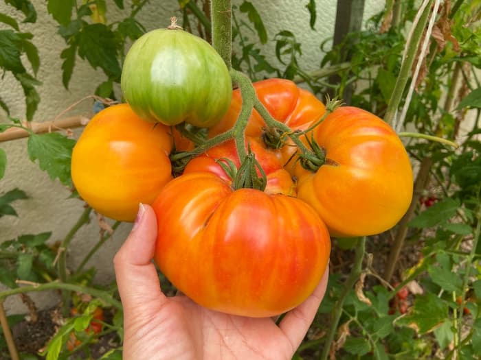 The Big Rainbow Tomato Minneopa Orchards