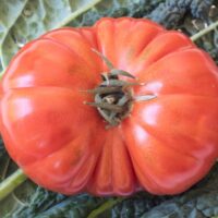 Large pink-red heirloom tomato.