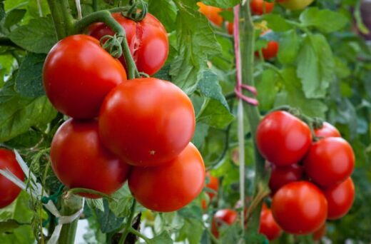 fourth of july tomato daves garden