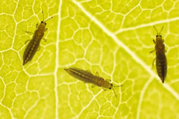 11 Grapefruit Tree Pests: How to Spot and Stop Them - Minneopa Orchards