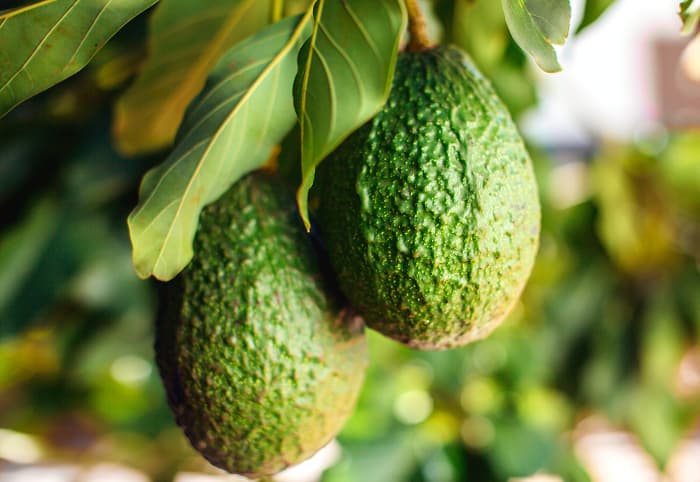 How to Prune an Avocado Tree