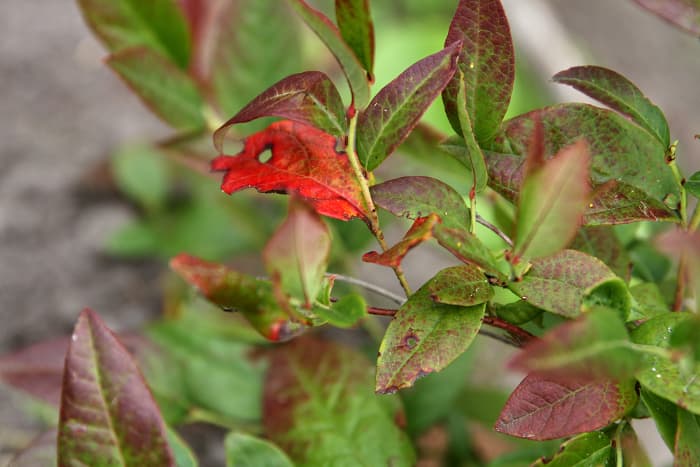 A blueberry shrub showing signs of a fungal disease.