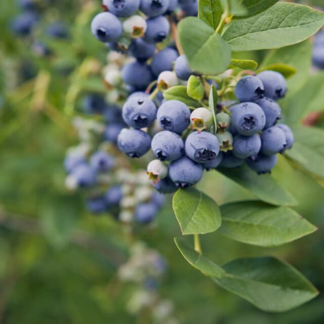 The Elliot Blueberry - Minneopa Orchards