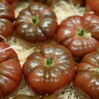 Cherokee Purple Tomatoes