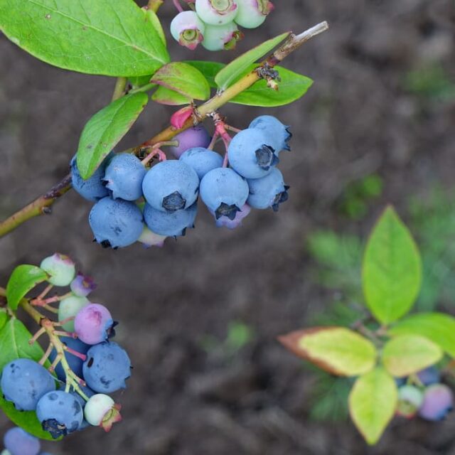 The Top Hat Blueberry Minneopa Orchards