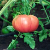 A pink tomato on the vine.