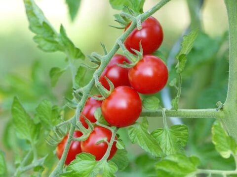 The Super Sweet 100 Tomato - Minneopa Orchards