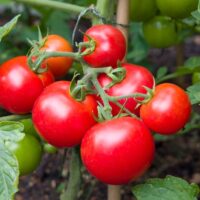 Red tomatoes growing on the vine.