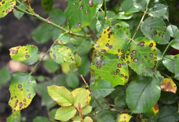 Beautiful Climbing Roses: How To Grow, Care For, and Prune Climbing ...