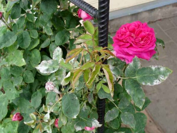 Beautiful Climbing Roses: How To Grow, Care For, and Prune Climbing ...