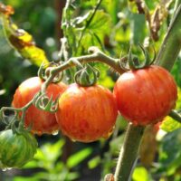 Red and yellow striped tomatoes like Mr. Stripey tomatoes.