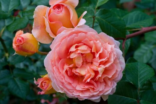 The Abraham Darby Rose Minneopa Orchards