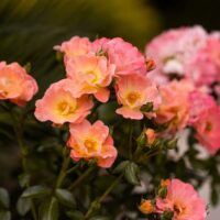 Peach colored Drift roses.