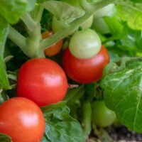 Dwarf Cherry Tomatoes
