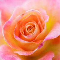 'Day Breaker' rose.