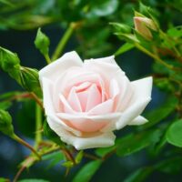 New Dawn rose bloom.