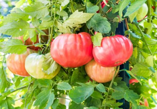 The Ferris Wheel Tomato - Minneopa Orchards