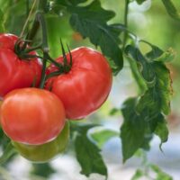 Pink-red tomatoes on the vine.