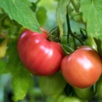 Two pink tomatoes growing on the vine.