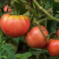 Pink tomatoes on the vine.