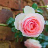 A single Queen of Sweden rose bloom.