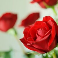 Closeup of red long stem rose.