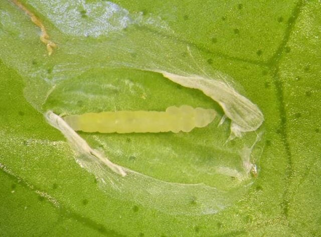 11 Grapefruit Tree Pests: How to Spot and Stop Them - Minneopa Orchards