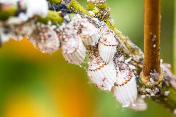 11 Grapefruit Tree Pests: How to Spot and Stop Them - Minneopa Orchards