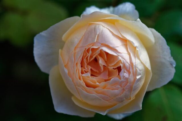 Obscure Roses Map The Jude the Obscure Rose - Minneopa Orchards