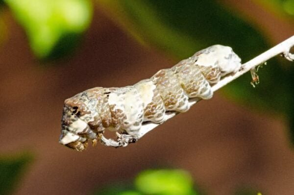 11 Grapefruit Tree Pests: How to Spot and Stop Them - Minneopa Orchards