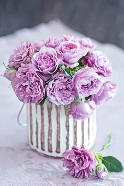 Purple Roses - Minneopa Orchards