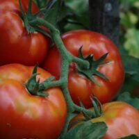 Closeup of red ripe tomatoes.
