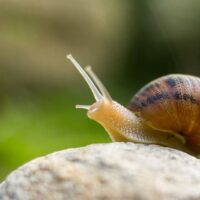 Snail on a rock.