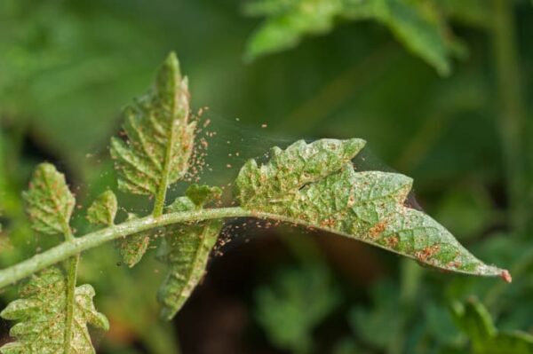 The 15 Most Common Tomato Pests - Minneopa Orchards
