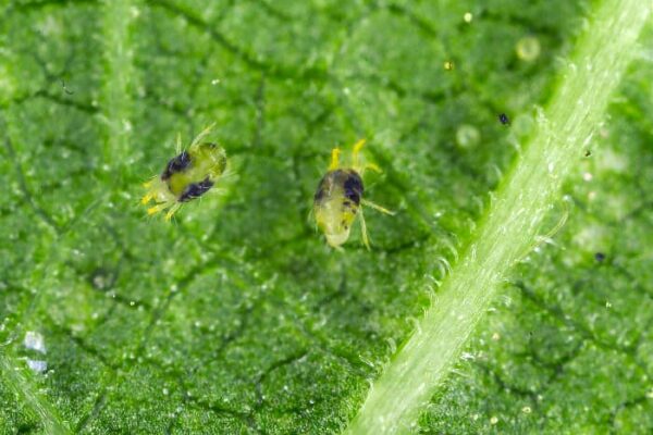 11 Grapefruit Tree Pests: How to Spot and Stop Them - Minneopa Orchards