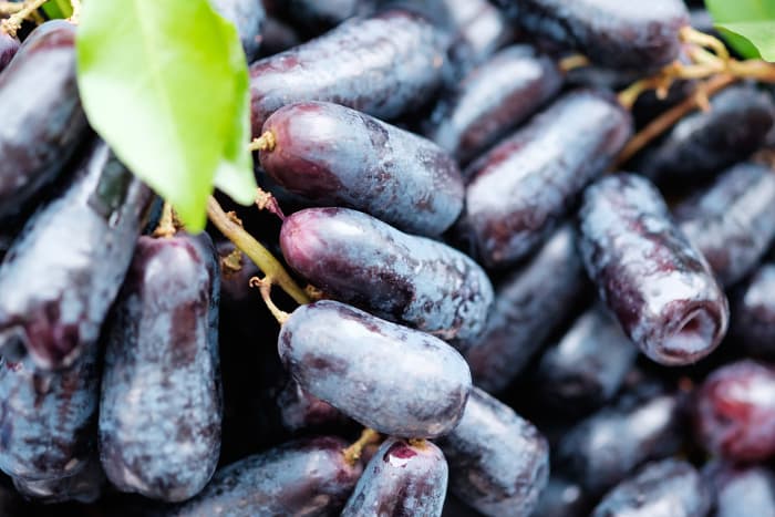 Closeup of dark blue Witch FInger grapes.