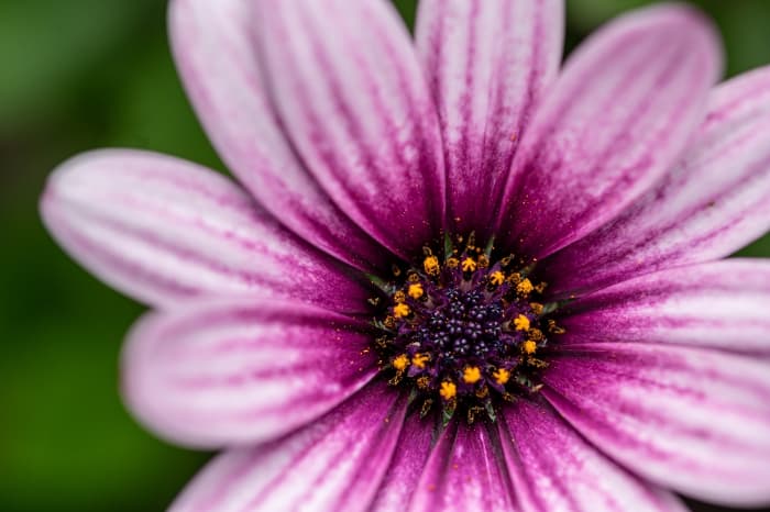 Closeup of an African daisy with purple and white striped petals.